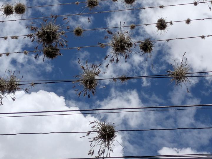 Air plants (Tillandsia) growing on power lines in Tarata.