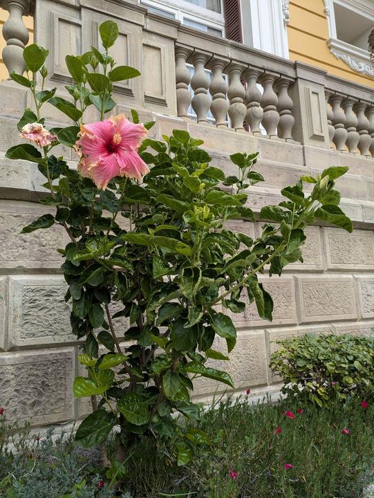 Hibiscus at Palacio Portales.
