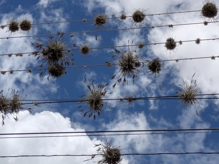 Air plants on the power lines, Tarata.