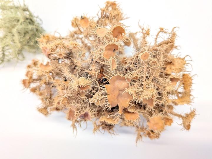 Lichens up close, April 2026.