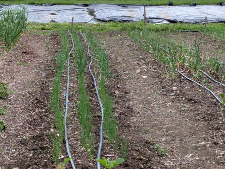 Garlic beds, May 2025.