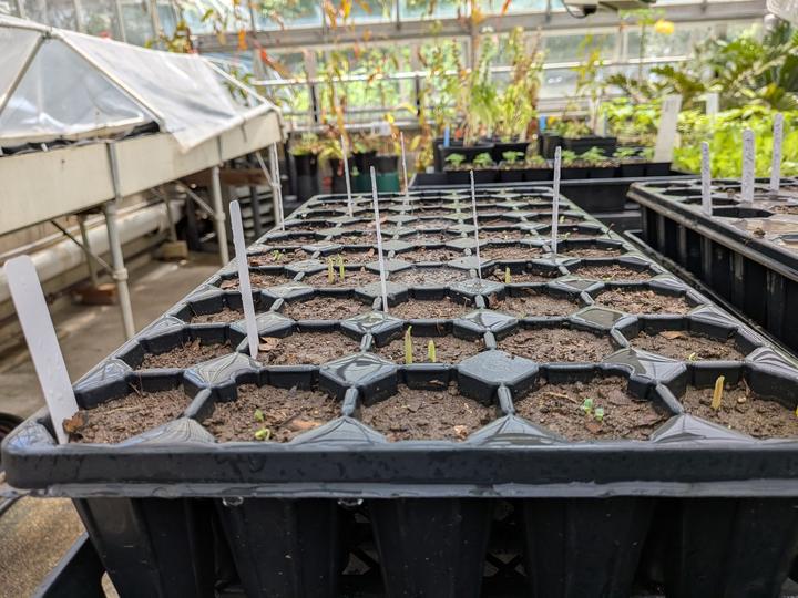 Greenhouse trays, June 2026.