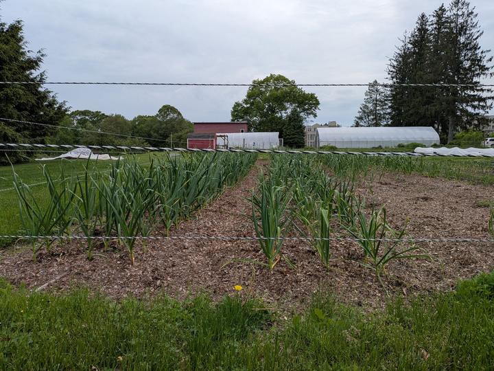 Garlic rows at Connecticut College, May 2025. Garlic is one of Rayhan's small trial crops.