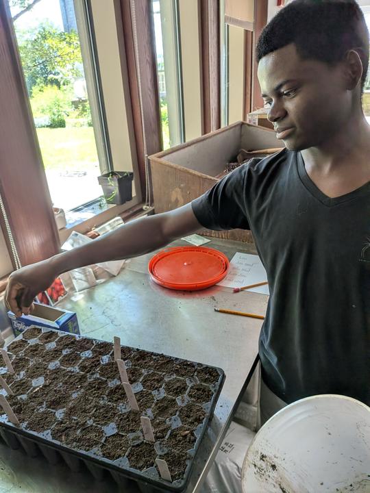 Seeding trays for the greenhouse experiment, June 2026.